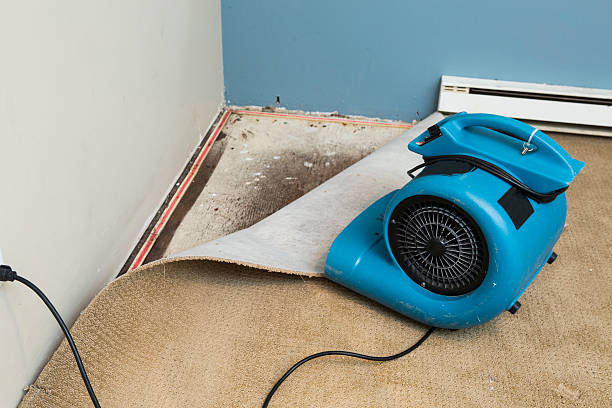 Best Mold removal after water damage  in Milton, NY
